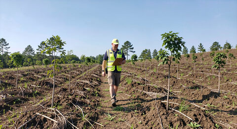 A field auditor with a clipboard walking rows of young trees on a replanted slope under a clear sky